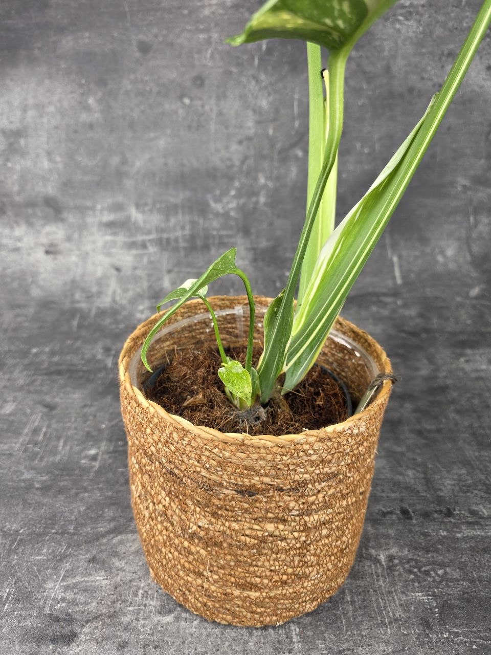 Monstera Thai Constellation 14 cm